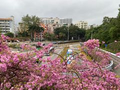 -深圳仙湖植物园