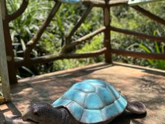 -广东惠东海龟国家级自然保护区