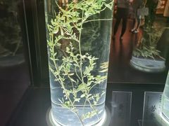 -广东中医药博物馆
