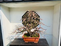 -香雪海