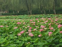 -东郊湿地公园