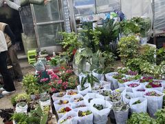 -中环花鸟鱼虫市场