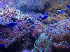 -悉尼海洋生物水族馆