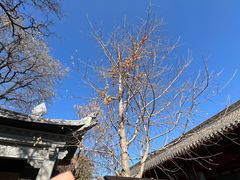 -护国法轮寺
