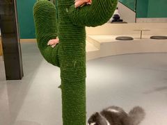 -飞行喵MR PILOT|猫舍·猫咖(静安大融城店)