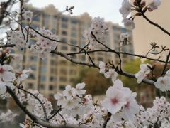 -高东镇樱花园