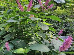 -北京植物园-展览温室