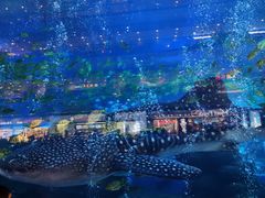 -成都浩海立方海洋公园