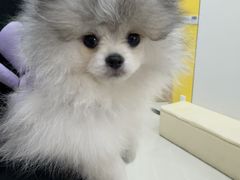 -圣宠动物医院·犬猫专科·影像中心·外科中心