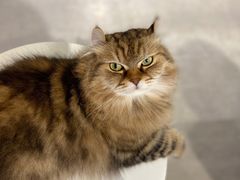 -猫儿山۰猫主题餐厅