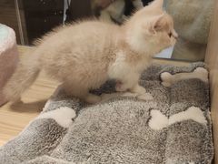 -屋虎猫馆(宝安大仟里店)