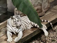 -麒麟中餐厅·经典粤菜·地道菜式老字号(广州长隆酒店)