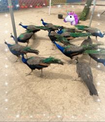 -萌宠亲子动物乐园(槐房万达店)