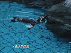 -上海野生动物园