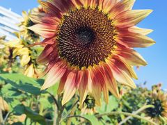 -武汉理工大学（南湖新校区）-图书馆