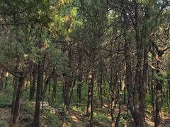 -泰山风景名胜区-普照寺