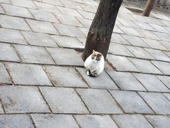 -四门塔风景区