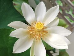 -杭州植物园
