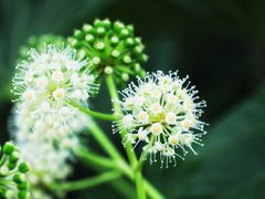 -顾村公园