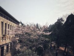 -武汉大学-樱园