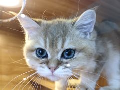 -猫十亿·布偶金渐层·曼基康矮脚猫舍(青年路店)