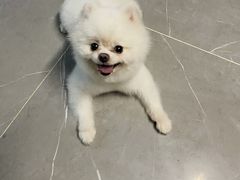 -安安宠医·安宠宠物医院