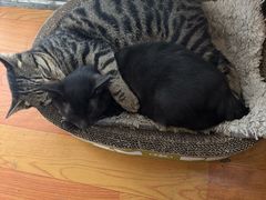 -派特宠物医院(圆融广场店)