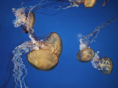 -太平洋海底世界