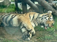 -西霞口神雕山野生动物世界