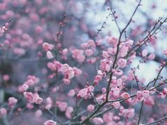 -桃花岭景区