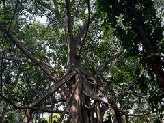 -中国科学院西双版纳热带植物园
