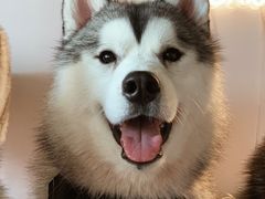 -Husky Go! 哈士奇体验馆·宠物咖啡厅狗咖