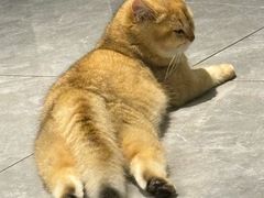 -宠颐生动物医院·猫科·心脏科(海口分院)