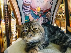 -more than meow吴止猫主题餐厅(承德 中船汇店)