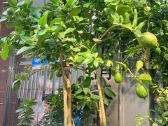 -溪岸路花鸟市场