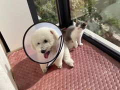 -翊宠yipet猫狗购宠庄园犬舍•猫舍