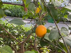 -南宫五洲植物乐园