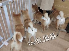 -南京Hallo宠物乐园·哈罗犬舍·柴犬繁育基地