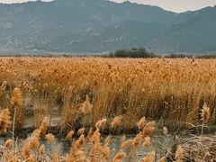 -野鸭湖国家湿地公园