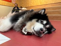 -和它·交个朋友·狗咖猫咖(爱琴海店)
