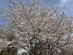 -高东镇樱花园
