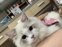 -谐和益家动物医院·免疫绝育·血液透析·宠保定点医院(高新伊藤分院)