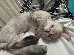 -山宅一喵德文卷毛猫舍