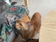 -平行世界·猫咖(首经贸店)