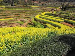 -桑洲油菜花景区
