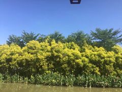 -大湾区中央湿地公园