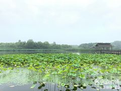 -溱湖国家湿地公园