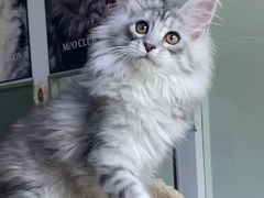 -欣宠猫屋·矮脚拿破仑·蓝金金渐层