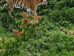 -青藏高原野生动物园