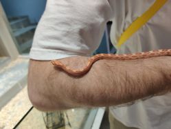 -Moni星球萌宠·小马宝莉·灵蛇·高端高阶全萌宠互动体验俱乐部(红豆国际广场店)